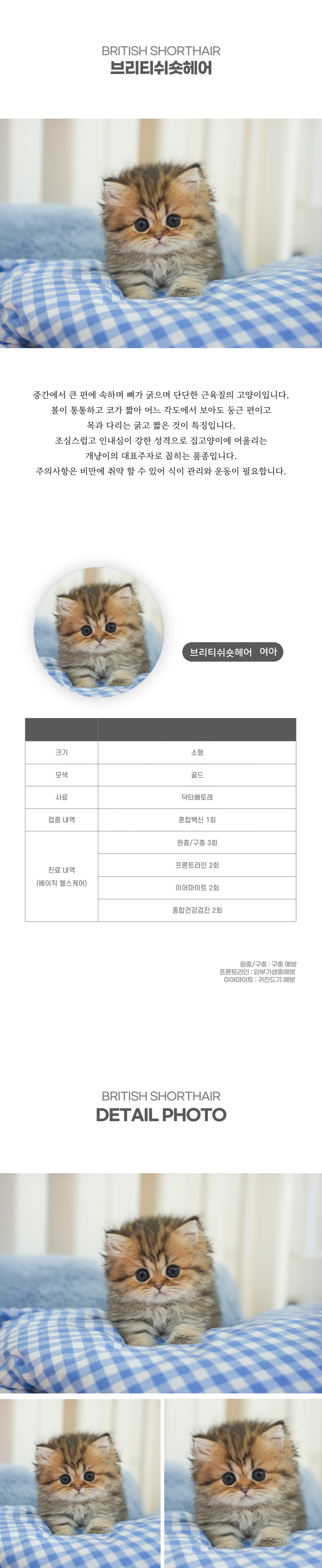 브리티쉬숏헤어_상세이미지_2